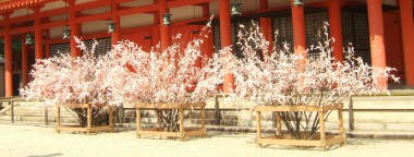桜おみくじ2