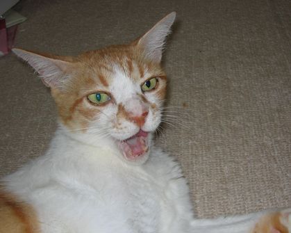 シャーーーーッ