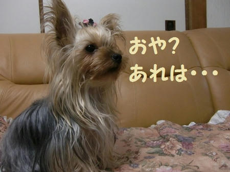 CIMG3064.jpg