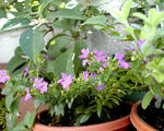 紫の花