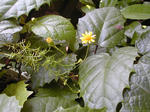 06/18黄花