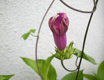 07/05朝顔