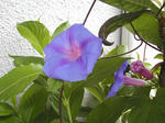 07/07朝顔