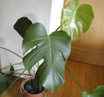 11/01観葉植物