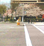 03/28お寺の桜
