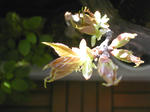 04/09新芽