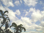 05/01びわと空