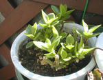 05/03多肉植物