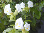09/18白花
