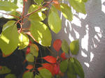 12/1紅葉
