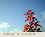 12/16赤い葉
