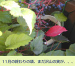 12/20紫の実