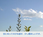 12/30空と葉