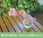 01/02紅目木