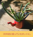 02/05水仙