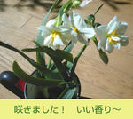 02/08水仙