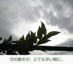02/14逆光の葉
