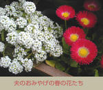 02/20白と赤の花
