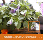 03/05小さな花