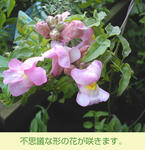 03/17花