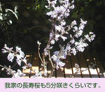 03/30長寿桜