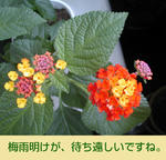 07/17 花