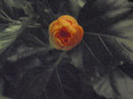 PA150009.JPG