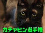 gachapin.jpg