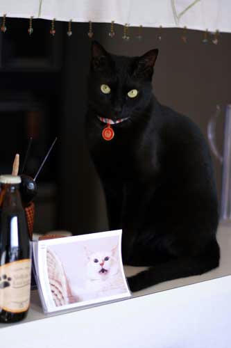黒猫顔パーツ調査 影の日記 黒猫将軍記