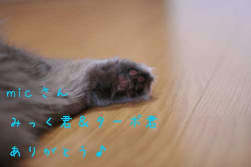 407334d3.jpeg