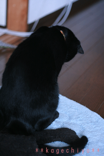 8.gif
