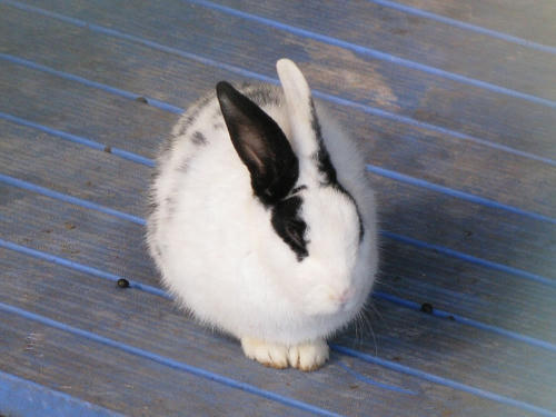 usagi6400011.jpg