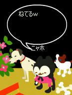 daru.JPG