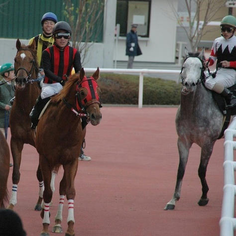 エイシンデピュティとベルジュールとアポロノサトリ