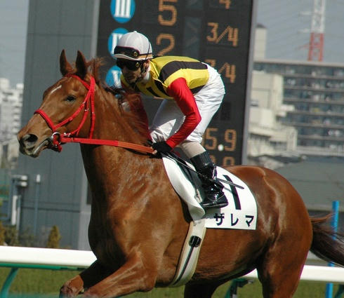 ザレマ返し馬