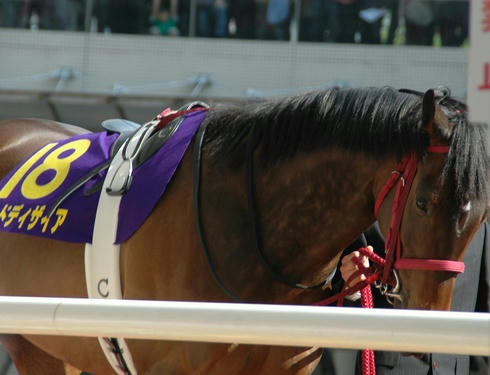 桜花賞のレッドディザイア