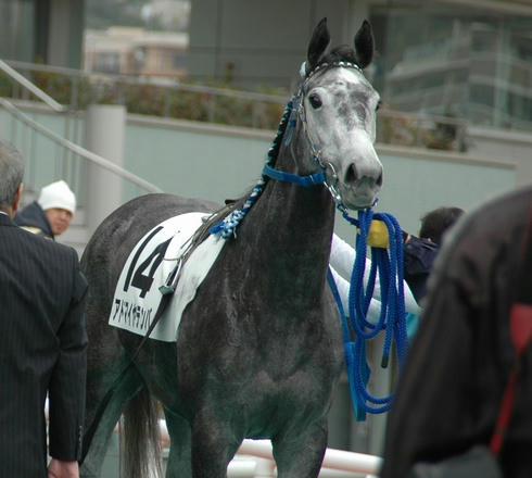 アドマイヤテンバ2009年12月27日３Ｒ