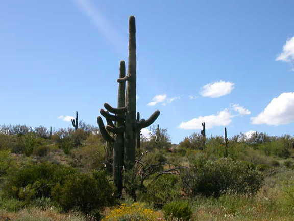 cactus