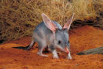 bilby1.jpg