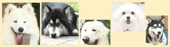 tvxqdog.JPG