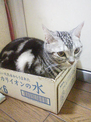 hakoiri.jpg