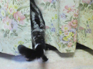 tail1.jpg