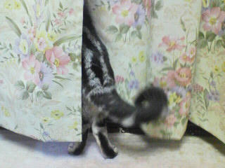 tail2.jpg
