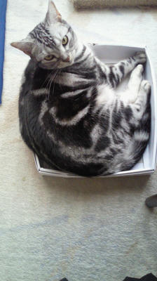 box.jpg