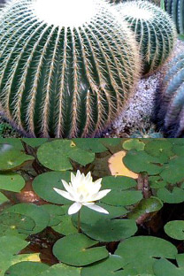 植物園。