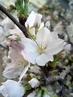 2008_sakura.jpg