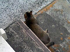 20080623_nuko01.jpg