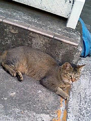 20080623_nuko02.jpg