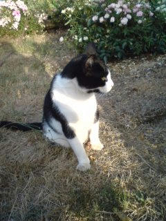 ねこ！