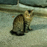 20110320_MKP_neko_color.jpg